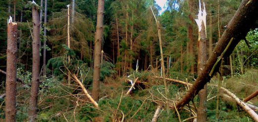 Las zniszczony po nawałnicy w Dobrym Mieście